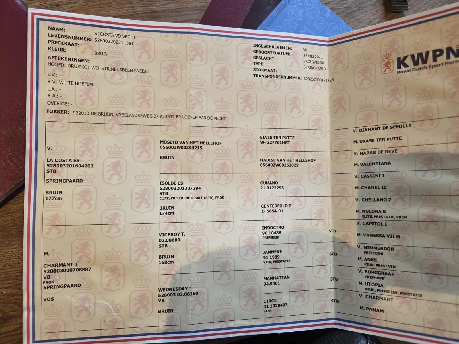 Sportpferd / Springpferd-Nachwuchs