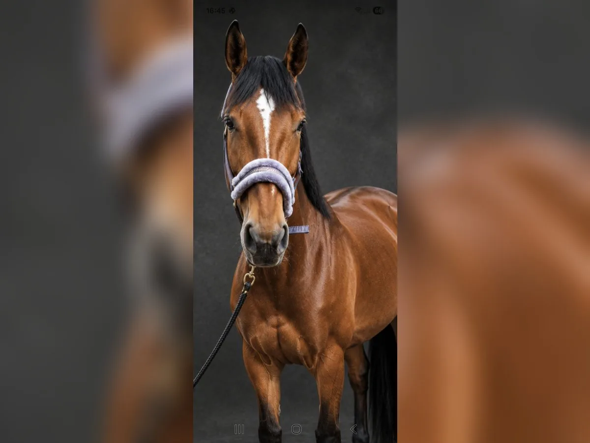 Sportpferd / Springpferd-Nachwuchs — Ansicht 4