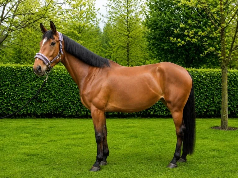 Sportpferd / Springpferd-Nachwuchs — Ansicht 6