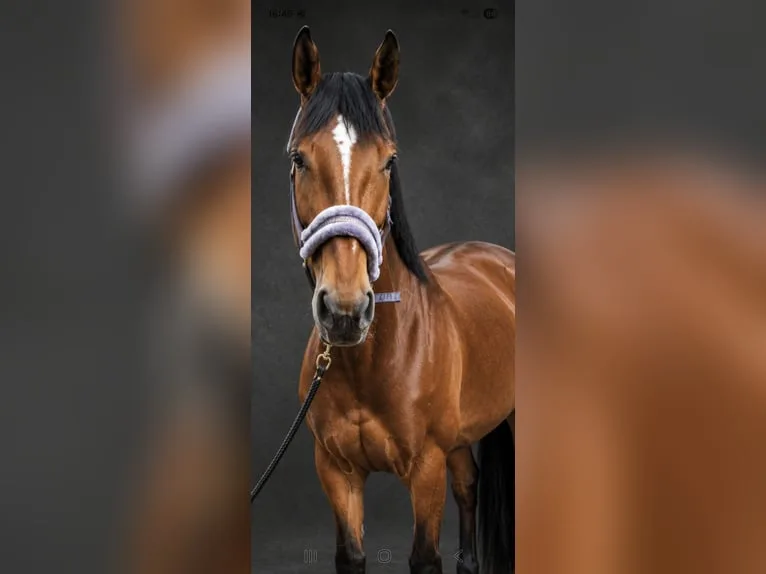 Sportpferd / Springpferd-Nachwuchs — Ansicht 7