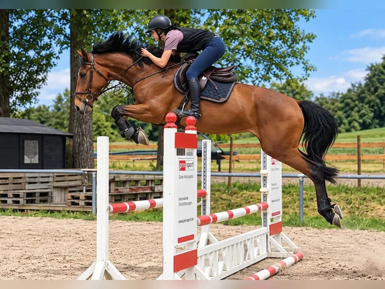 Sportpferd / Springpferd-Nachwuchs — Ansicht 8